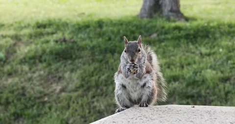 Hungry squirrel Stock Footage 131066598