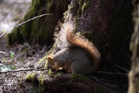 Hungry squirrel on forest floor Stock Photos