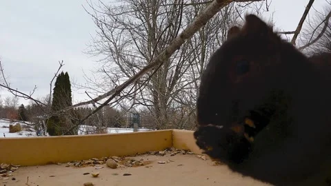 Hungry squirrel performs perfect 'Cookie Monster' imitation Vídeo Stock 272565513