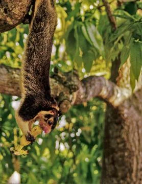 Hungry squirrel Stock Photos