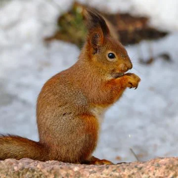 Hungry squirrel Stock Photos