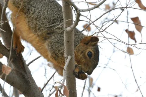 Hungry Squirrel Stock Photos