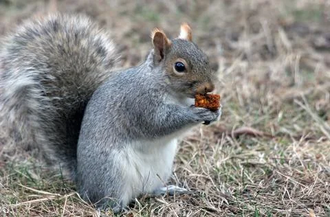 Hungry Squirrel Stock Photos