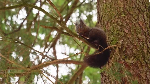 A Hungry Squirrel Sits on a Branch and Eats a Nut Stock Footage 106916729