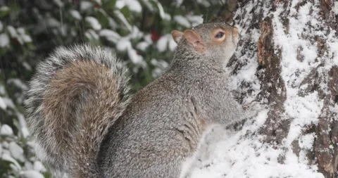 A hungry squirrel in the snow in Washington, DC Stock Footage 147630467