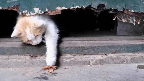 Hungry stray cat coming out of shelter and eating in alley, Beijing, China. Stock Footage 114644398