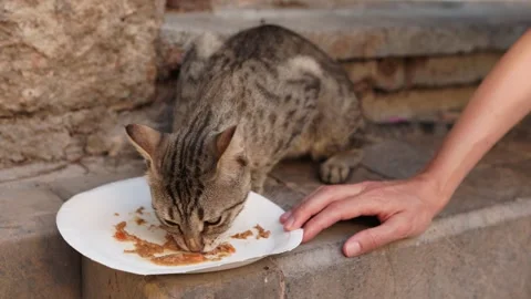 Hungry Stray Cat Eagerly Eating Food from Plate on Urban Street. Stock Footage 345275787
