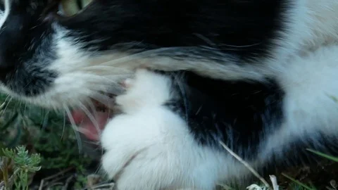 Hungry stray cat eats chicken bone Vídeos de archivo 120264995