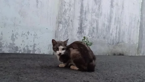 Hungry Stray Cat Sitting Quietly at Dawn and Walking Away Stock Footage 327653769