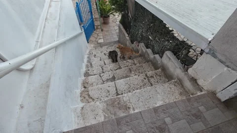 Hungry stray cats. Stock Footage 279004840