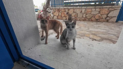 Hungry stray cats. Video stock 279005555