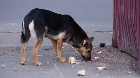 A hungry stray dog eats food from the ground. Stock Footage 118710985