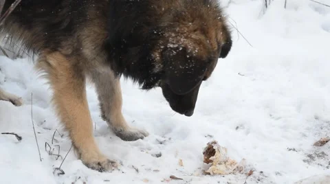 Hungry stray dog eats meat on snow Stock Footage 67436684