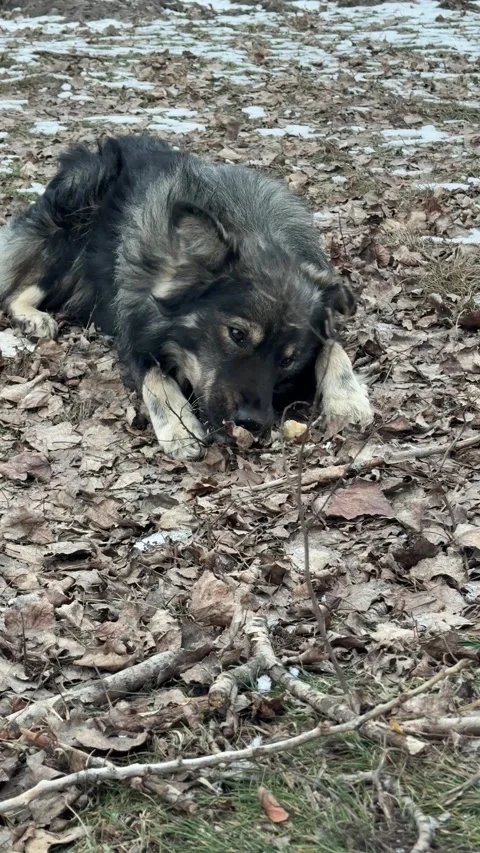 A hungry stray dog ​​greedily eats bread Stock Footage 333465958