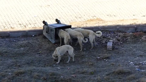 Hungry stray dogs knocking over the litter box, while the big dogs feed on th 動画素材 169963158