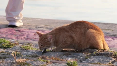 Hungry stray ginger cat eating a fresh fish on a cobblestone pier Stock Footage 339047945