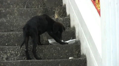 Hungry Stray Puppy 스톡 동영상 1106035