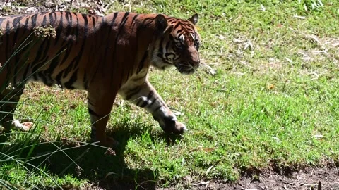 Hungry Sumatran tiger looking for prey. Stock Footage 237725105