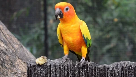 Hungry Sun Conure Parrot Eats a Banana Video stock 91227218