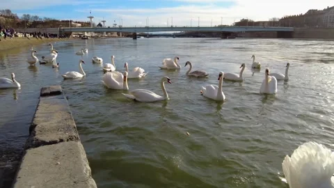 Hungry swans chasing each other on a river. Stock Footage 302269602