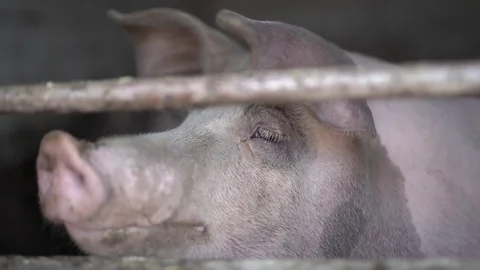 Hungry swine, pigs Stock Footage 77969337
