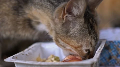 Hungry Tabby Cat Devours Meal in Urban Setting Video stock 276680388