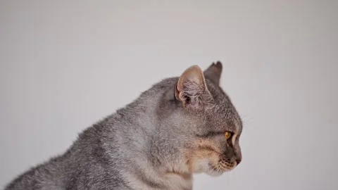 Hungry tabby cat licking lips, slow motion Stock Footage 278462810
