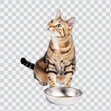 Hungry tabby cat sitting by empty food bowl Stock Photos