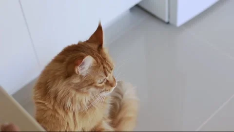 A hungry tabby ginger cat asks to eat, standing on its hind legs. Video stock 238501850