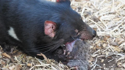 Hungry Tasmania Devil Eating his prey Stock Footage 108914281