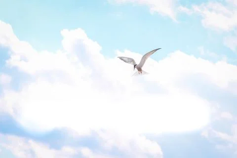 Hungry tern flying against the cloudy sky in front of a thunderstorm Stock Photos
