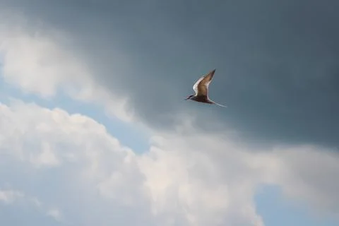 Hungry tern flying against the cloudy sky in front of a thunderstorm Stock Photos