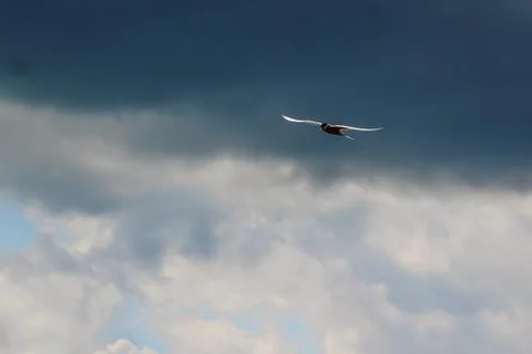 Hungry tern flying against the cloudy sky in front of a thunderstorm Foto stock