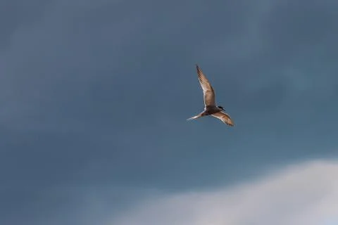 Hungry tern flying against the cloudy sky in front of a thunderstorm Stock Photos