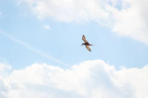 Hungry tern flying against the cloudy sky in front of a thunderstorm Stock Photos