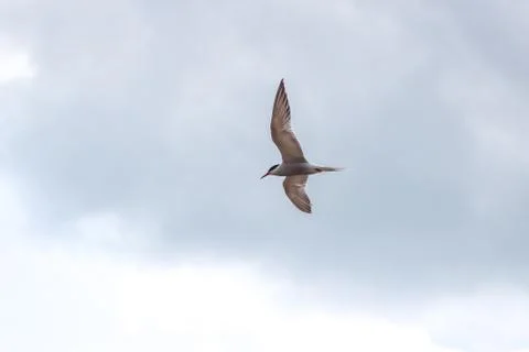 Hungry tern flying against the cloudy sky in front of a thunderstorm Stock Photos