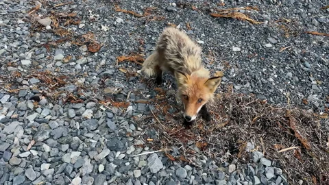 Hungry thin red fox begging on coast of Sea of Okhotsk, Sakhalin Island Video stock 209135286