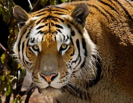 Hungry Tiger Stock Photos