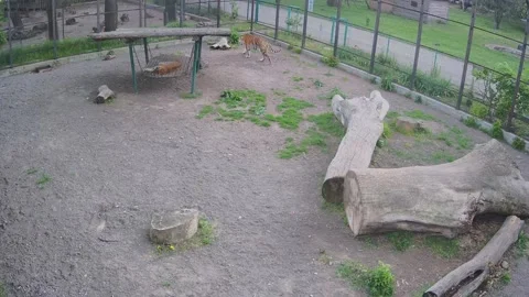 A hungry tiger walks along the cage while another tiger rests Stock Footage 154308902