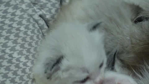 Hungry- tiny kitten feeling hungry and drinking milk Stock Footage 245722076