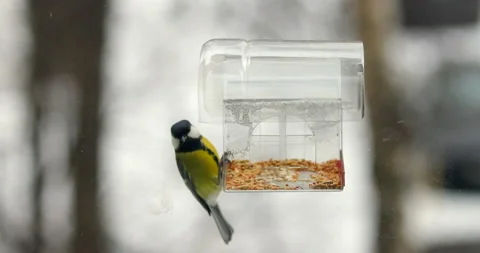 Hungry tit flies to the feeder Stock Footage 222350983