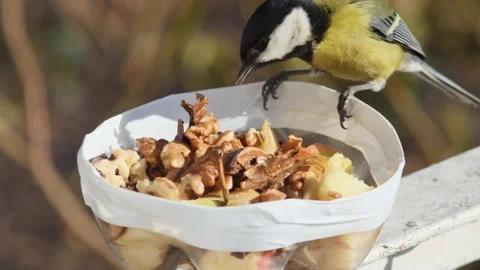 Hungry tit takes a piece of walnut and flies away, close-up Stock-Footage 233227940