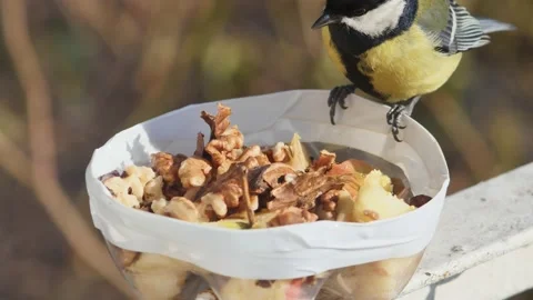Hungry tit takes a piece of walnut and flies away Vídeos de archivo 233227942