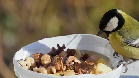 A hungry tit takes a walnut and flies away, in slow motion, close-up Vidéo 233227744