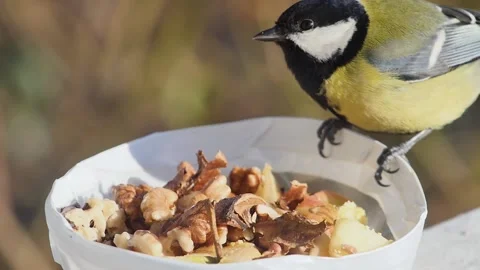 A hungry tit takes a walnut and flies away, in slow motion, macro 스톡 동영상 233227777