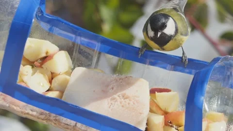 A hungry tit takes a walnut from the feeder and flies away Vídeos de archivo 233227778