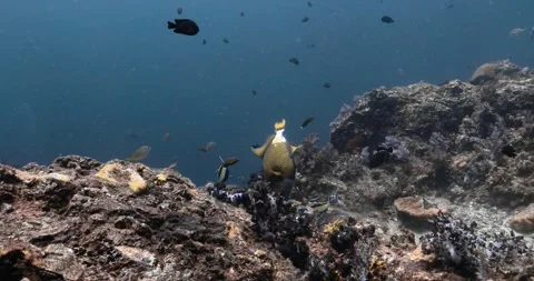 Hungry Titan triggerfish picking eatables from superb colored corals. Stock-Footage 262313660
