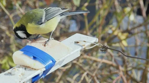 Hungry titmouse with appetite eats pork lard, close-up Vídeo Stock 232830382