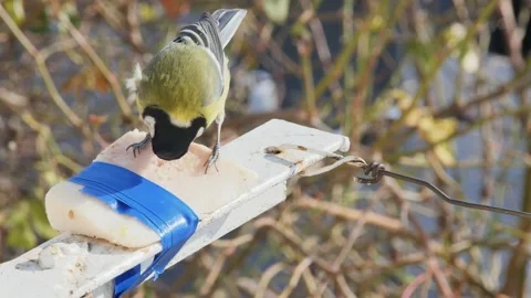 Hungry titmouse with appetite eats tied pork lard 스톡 동영상 232830396