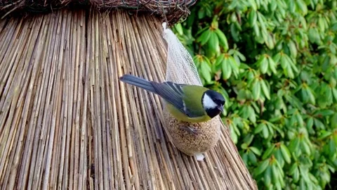 Hungry titmouse on the feeder. Stock Footage 233328540